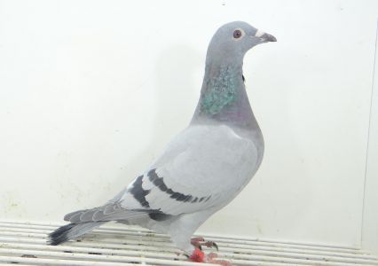 PL-0284-22-8015 - wnuk Złotej Medalistki kaqt  C Rumunia