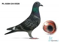 PL-0284-24-5528