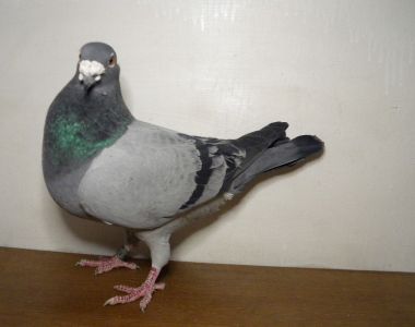 PL-0285-15-1998 Piotr Pepel  G.Prange x Vercameen