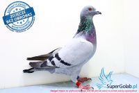 PL-0285-17-6946