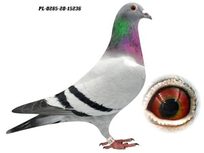 PL-0285-20-15236 - 0-1, wnuczka olimpijczyków Z. Oleksiaka Król i Miss oraz prawnuczka Ringlose, 33 i 568 G. Prange