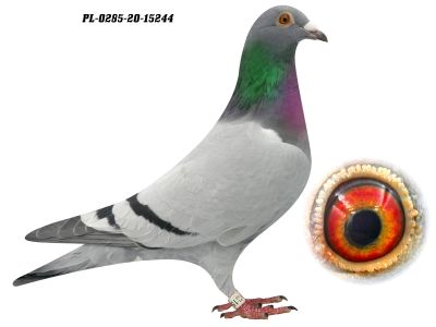 PL-0285-20-15244 - 0-1, siostra zdobywcy 2. m z finału na WG Krakus 2020 oraz najlepszego gołębia Polski w kat. F i złotego medalisty Trencina 2018