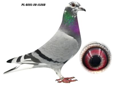 PL-0285-20-15260 - 0-1, lina Wittenkop Sylvester Geerinckx oraz Champ A. Drapa