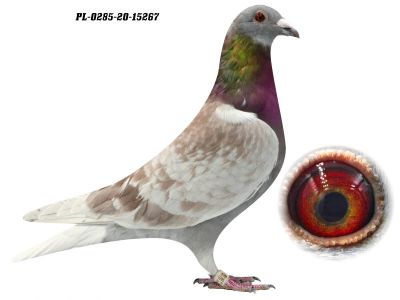 PL-0285-20-15267 - 1-0, gołąb wychodowany do rozpłodu z najlepszych gołębi G. Prange (520), Koopmann (Ringlose) i A. Drapa (Pokerface)