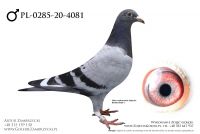 PL-0285-20-4081 - prawdopodobnie samczyk