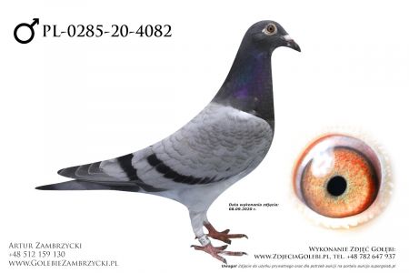 PL-0285-20-4082 - prawdopodobnie samczyk
