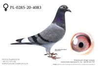 PL-0285-20-4083 - prawdopodobnie samiczka