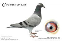 PL-0285-20-4085 - prawdopodobnie samczyk
