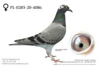 PL-0285-20-4086 - prawdopodobnie samiczka