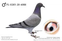 PL-0285-20-4088 - prawdopodobnie samczyk