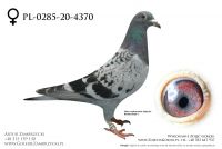 PL-0285-20-4370 - prawdopodobnie samiczka