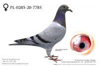 PL-0285-20-7785 - prawdopodobnie samczyk