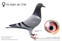 PL-0285-20-7790 - prawdopodobnie samiczka
