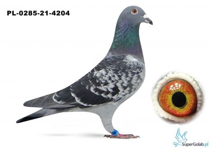 PL_0285-21-4204   Nowak Tadeusz