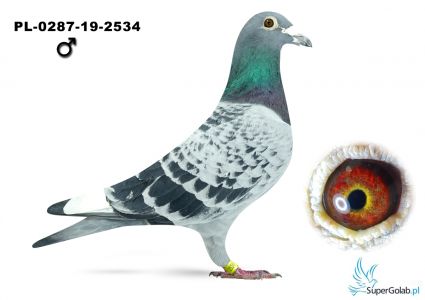 PL-0287-19-2534 - linia Hardy Kruger