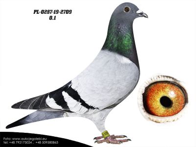 PL-0287-19 2709 100 % Gaby Vandenabeele