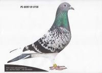 PL-0287-19-2736 - gołąb z najlepszej linii hodowlanej L.B.J. Geerinckx