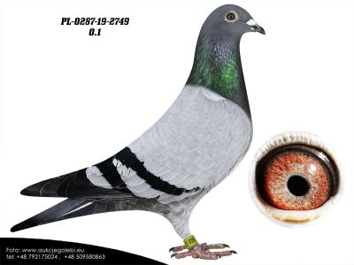 PL-0287-19 2749 - 100 % Houben