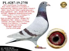 Pl-0287-19-2758   Mega połączenie gołębi Karol Paszek / Leo Heremans