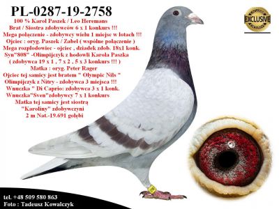 Pl-0287-19-2758   Mega połączenie gołębi Karol Paszek / Leo Heremans