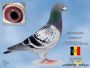 Pl-0287-19-2758   Mega połączenie gołębi Karol Paszek / Leo Heremans