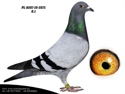 PL-0287-19 2875 - 100 % Hooymans