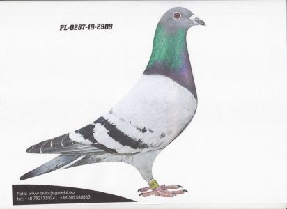 PL-0287-19-2909 - gołąb z najlepszej linii hodowlanej gołębnika Jana Grondelaersa