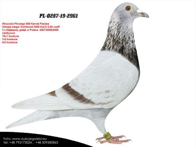 PL-0287-19-2961 wnuczka płowego 808 od zawsze w parze z DV-09024