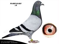 PL-0287-20-2617 - AUKCJA CHARYTATYWNA DLA KUBY