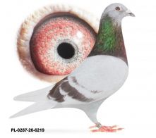 PL-0287-20-6219 - Syn 808 x Janssen SAMIEC - UNIKAT !!!