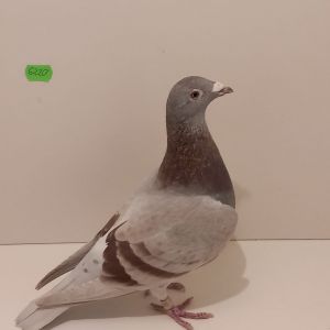 PL-0287-20-6220 Wnuczka 