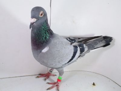 Pl-0287-202-7937 Kaasboer Gaston Van WOUWER x Prange 330 8x1 kon