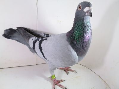 Pl-0287-2023 -1702 Dirk Van De Bulck x Schellens 1 AS OK