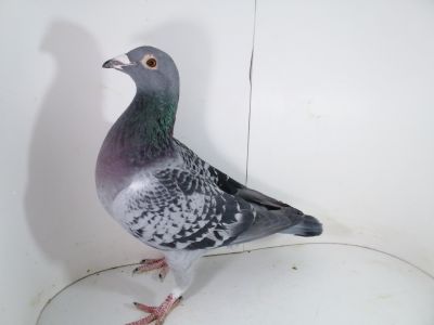 Pl-0287-2023-1704 De Klak 613 x 1 W. G X 1 AS OK. 0-1