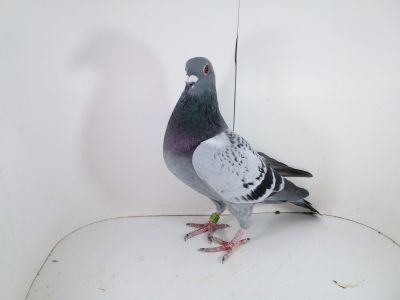 Pl - 0287-2023 - 1711 Vandenabeele