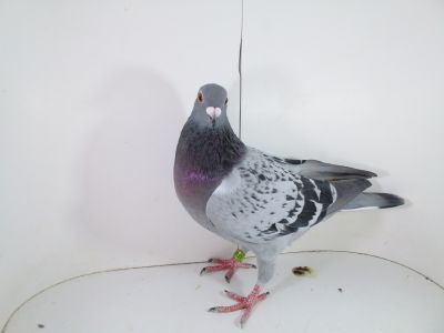 Pl 0287-2023-1715 Vandenabeele