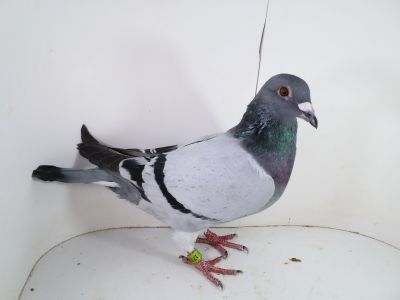 Pl 0287-2023-1720 Vandenabeele Bliksem x Rudy x Wittenbuik