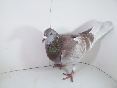 Pl-0287-2023-1726 Dirk Van De Bulck Linia Kittel x Rosita x Grepiel