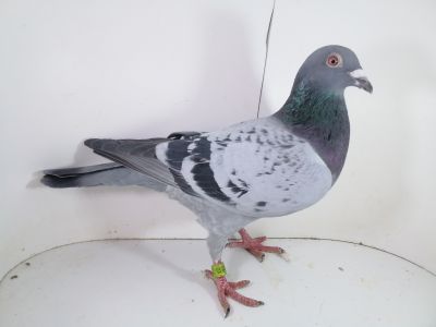 Pl-0287-2023 - 1730 Vandenabeele Linia Bliksem Wittenbuik