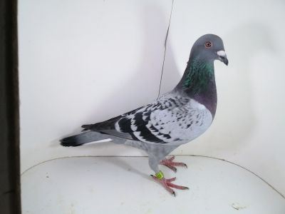 PL-0287-2023-1731 VANDENABEELE X DIRK VAN DE BULCK