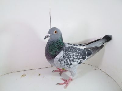 PL-0287-2023-1733 Dirk van de Bulck x 1 AS OK