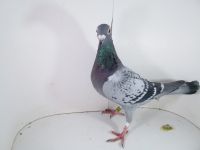 Pl-0287-2023-1748 PITBUL 777 x V. Loon super lorniczka
