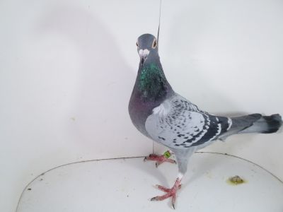 Pl-0287-2023-1748 PITBUL 777 x V. Loon super lorniczka