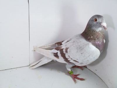 Pl-0287-2023-1753 Dirk Van De Bulck x Prange TOTILLO X HALLA X Hurican