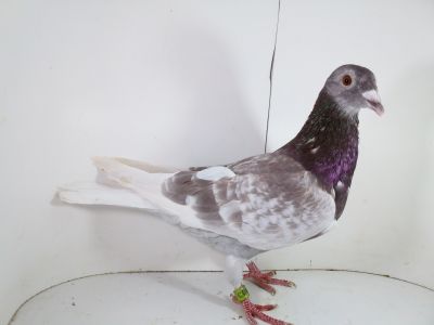 Pl-0287-2023-1754 Dirk Van De Bulck Linia Kittel x Totilo x Halla Prange