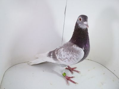 Pl-0287-2023-1754 Super geny Prange TOTILLO X HALLA X KITTE