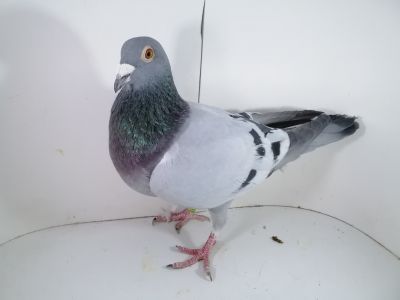 Pl-0287-2023-1764 Vandenabeele Bliksem x Wittenbuik