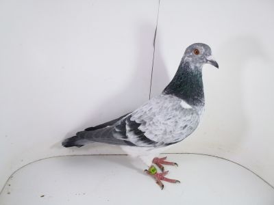 Pl-0287-2023 - 1784  Gijsen x Van Loon