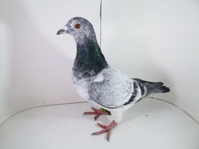 Pl-0287-2023 - 1784 Super szpak rodzeństwo 5,5,5, 4 koń.