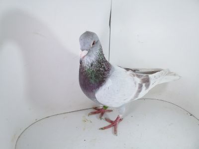 Pl-0287-2023-1786 Dirk Van De Bulck Linia Kittel x Rosita x Rik Custers Freddy